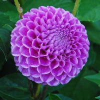 Dahlia 'Franz Kafka'