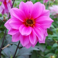 Dahlia 'Fascination' AGM Dahlia 'Fascination' AGM
