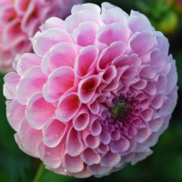 Dahlia 'Stolz von Berlin'