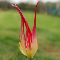 Tulipa acuminata