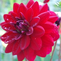 Dahlia 'Karma Naomi' AGM