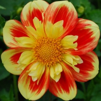 Dahlia 'Pooh - Swan Island' AGM
