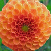 Dahlia 'Bantling'