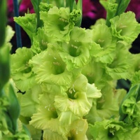 Gladiolus grandiflora 'Green Star'