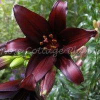 Lilium 'Landini'