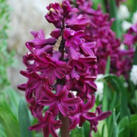 Hyacinth 'Woodstock'