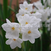 Narcissus Paperwhite 'Ziva'