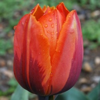 Tulipa 'Hermitage'