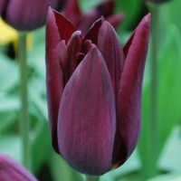 Tulipa 'Havran'