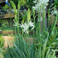 Camassia leichtlinii 'Sacajawea'