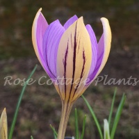 Crocus imperati 'de Jager'