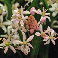 Scilla bifolia 'Rosea'