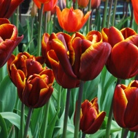 Tulips - Triumph