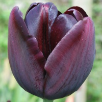 Tulipa 'Queen of Night'