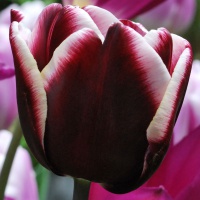 Tulipa 'Fontainebleau'