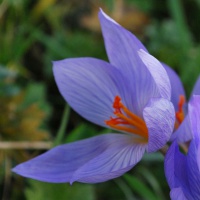 Crocus speciosus 'Conqueror'