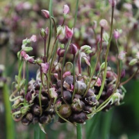 Allium scorodoprasum 'Art'