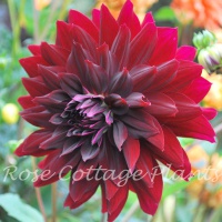 Dahlia 'Rip City'