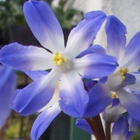 Chionodoxa forbesii 'Blue Giant' (scilla forbesii 'Blue Giant'