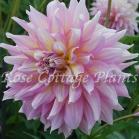 Dahlia 'Strawberry Ice' ('Kidds Climax') Dahlia 'Strawberry Ice' ('Kidds Climax')
