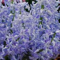 Hyacinthus romeinse blue