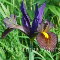 Iris hollandica 'Eye of the Tiger'