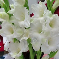 Gladiolus grandiflora 'White Prosperity'