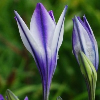 Triteleia 'Rudy'