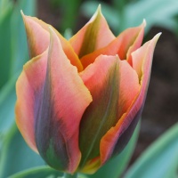Tulipa 'Artist' AGM