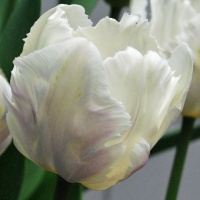 Tulipa 'Snow Parrot'