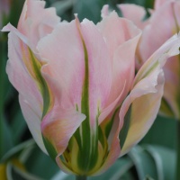 Tulipa 'China Town' AGM