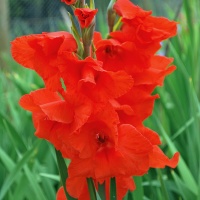 Gladiolus grandiflora 'Oscar'