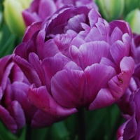 Tulipa 'Blue Diamond'