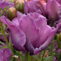 Tulipa 'Blue Parrot'