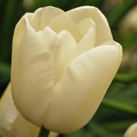 Tulipa 'Maureen' AGM