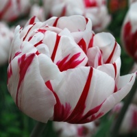 Tulipa Carnaval de Nice AGM