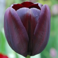 Tulipa 'Ronaldo'