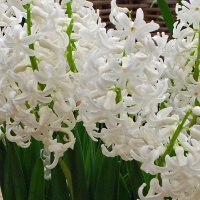 Hyacinthus romeinse white