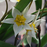 Tulipa turkestanica AGM