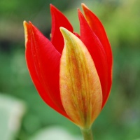 Tulipa sprengeri