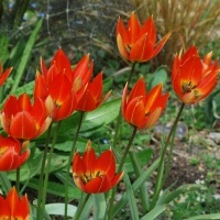 Tulipa whittallii major AGM