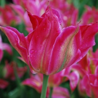 Tulipa 'Virichic'