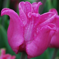 Tulipa 'Picture' AGM