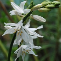 Ornithogalum reverchonii