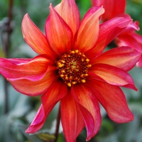 Dahlia 'Waltzing Mathilda™' AGM