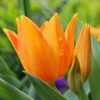 Tulipa praestans 'Shogun'