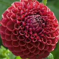 Dahlia 'Cornel'