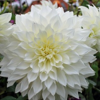 Dahlia 'Fleurel'