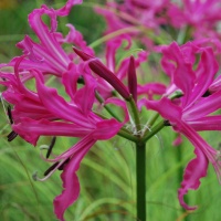 Nerine bowdenii 'Isabel' AGM