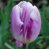 Tulipa 'Flig Flag' (Flaming Flag)